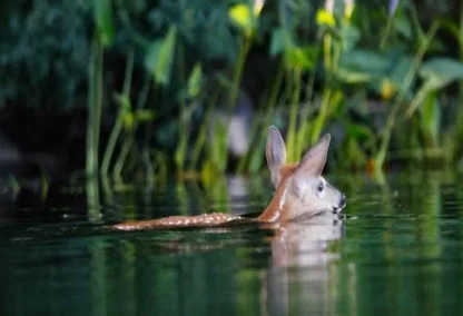 A deer swimming on the surface of a lake
